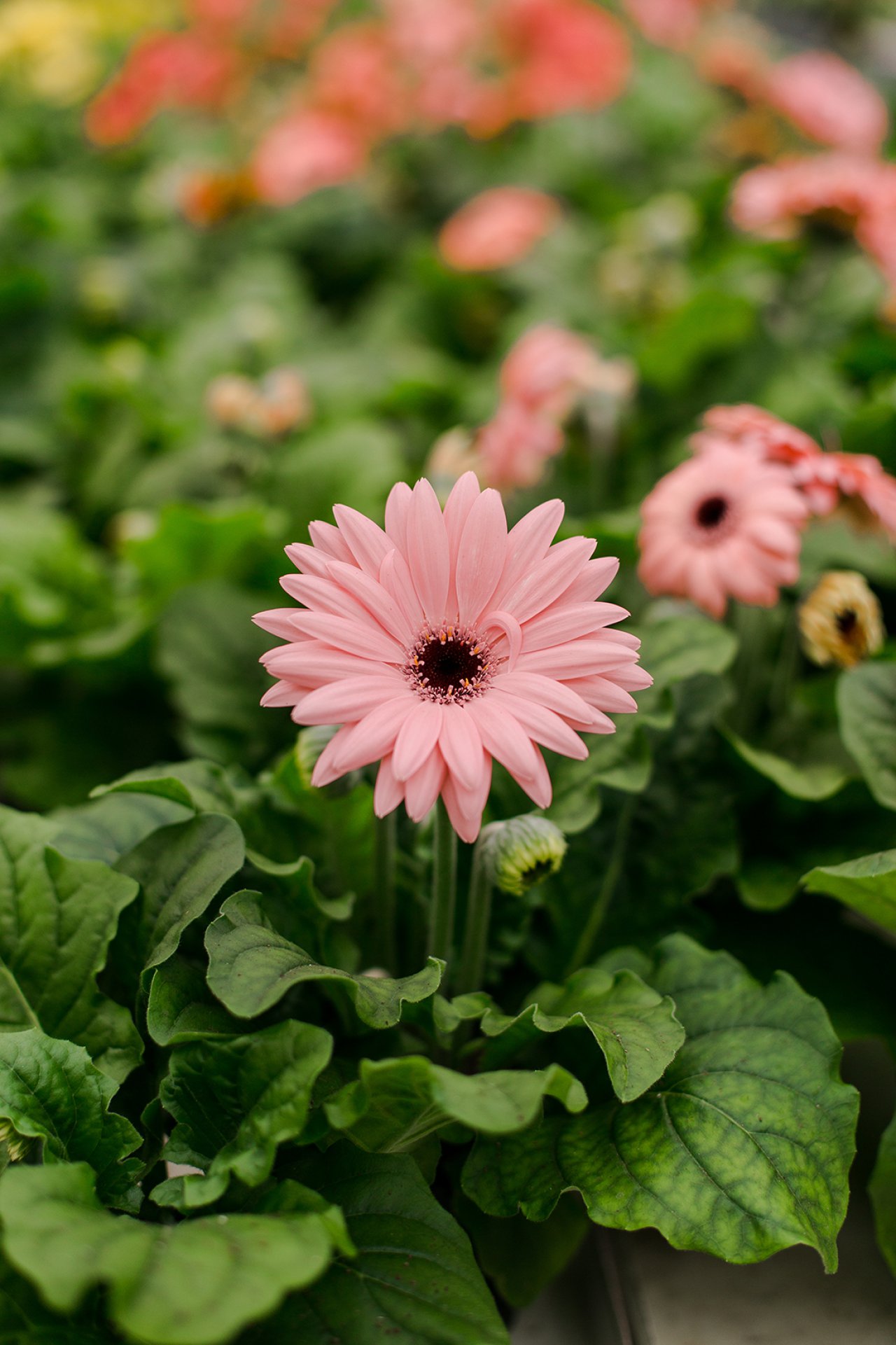Gerbera Orchard Park Growers
